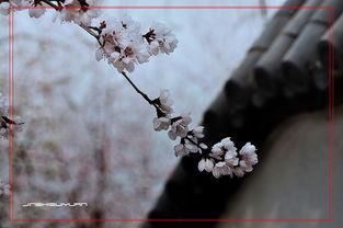 不是红杏也出墙,非红杏亦出墙，探寻自然之美