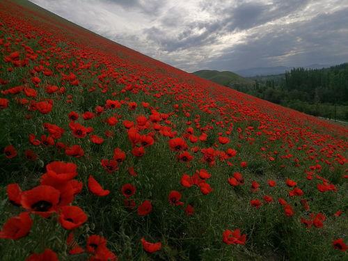 天山的红花,天山红花的传奇魅力